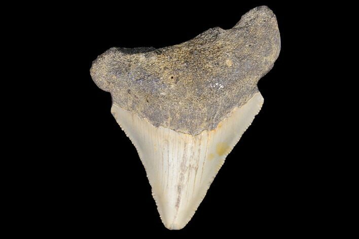 Juvenile Megalodon Tooth - North Carolina #147354